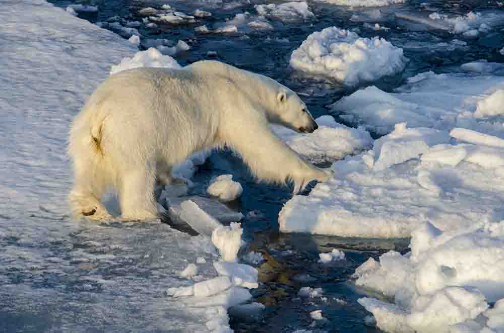 Oso Polar - islas Svalbard - Noruega 06.jpg